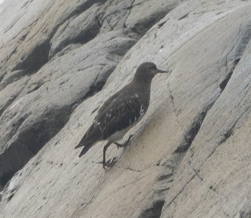 Harri-iraulari iluna - ML646720716