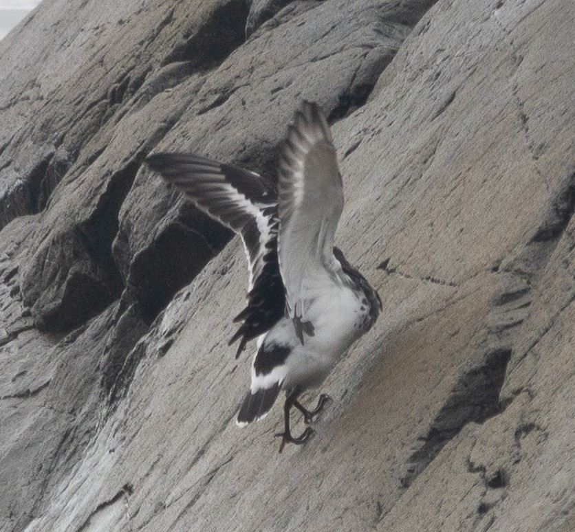 Harri-iraulari iluna - ML646720717