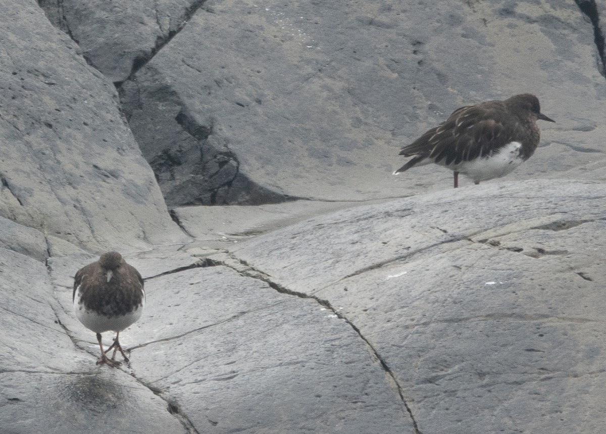 Harri-iraulari iluna - ML646720718