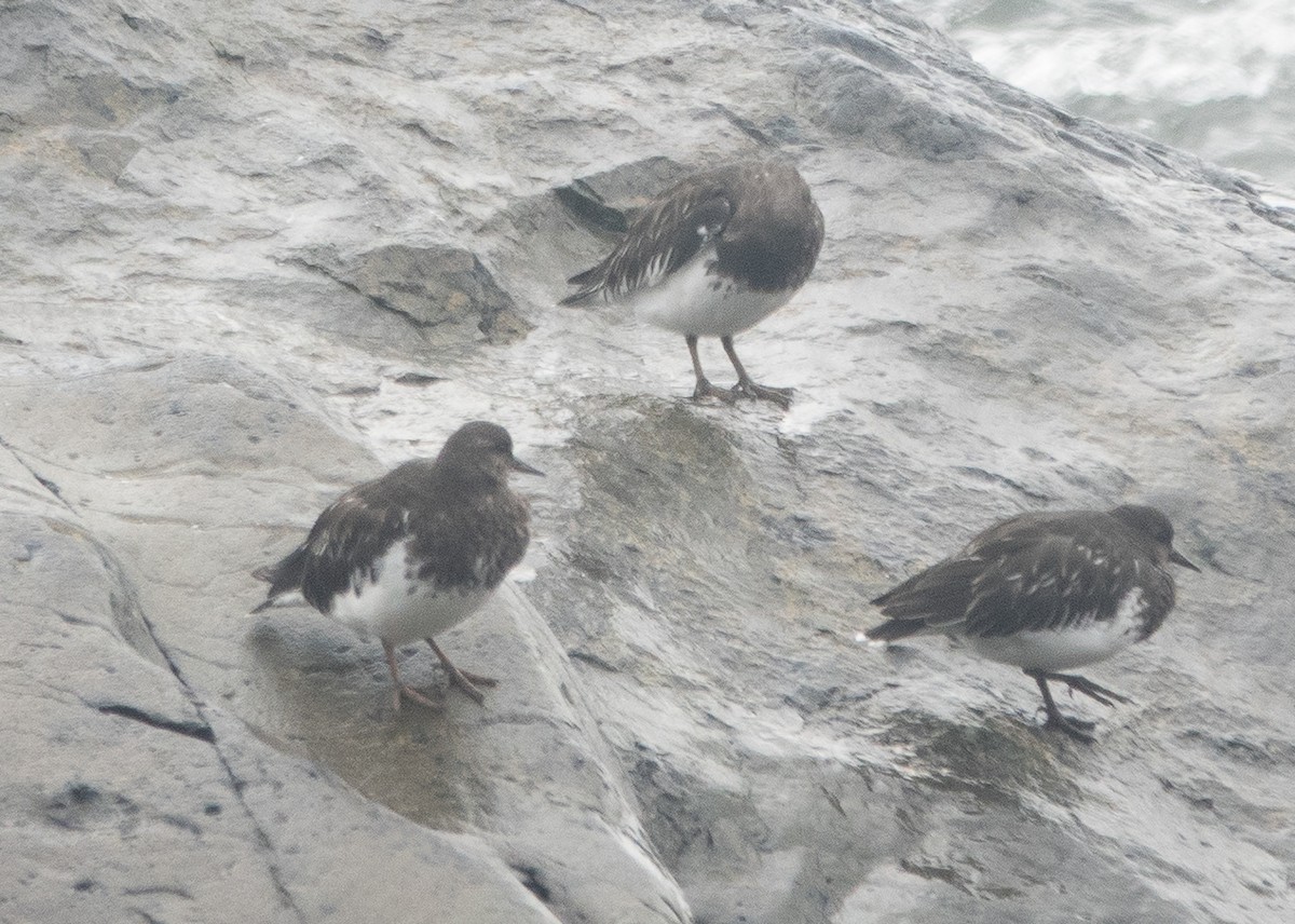 Harri-iraulari iluna - ML646720719