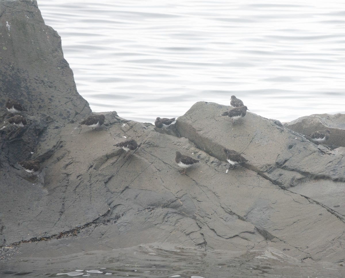 Harri-iraulari iluna - ML646720721