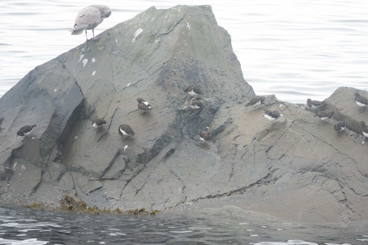 Harri-iraulari iluna - ML646720722