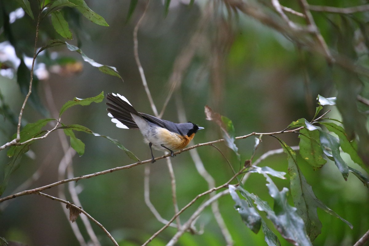 Australian Spectacled Monarch - ML646720727
