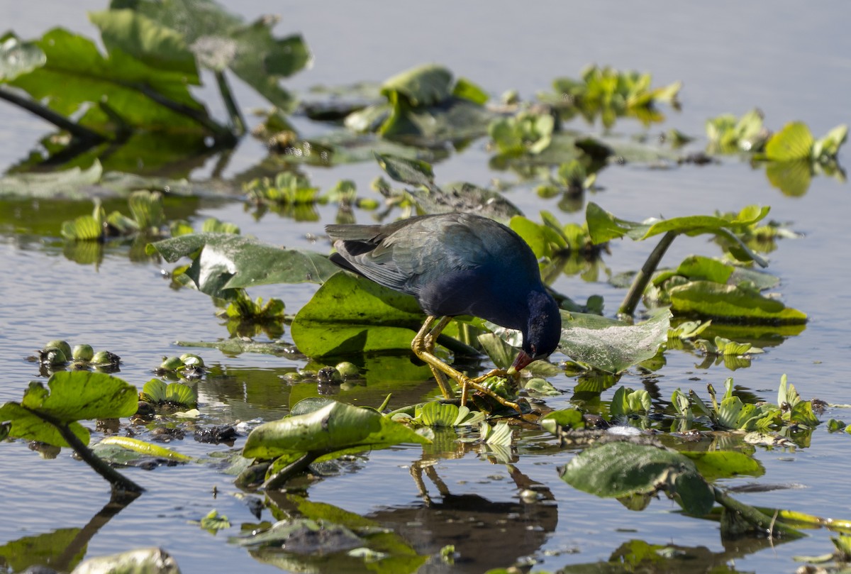 Purple Gallinule - ML646720729