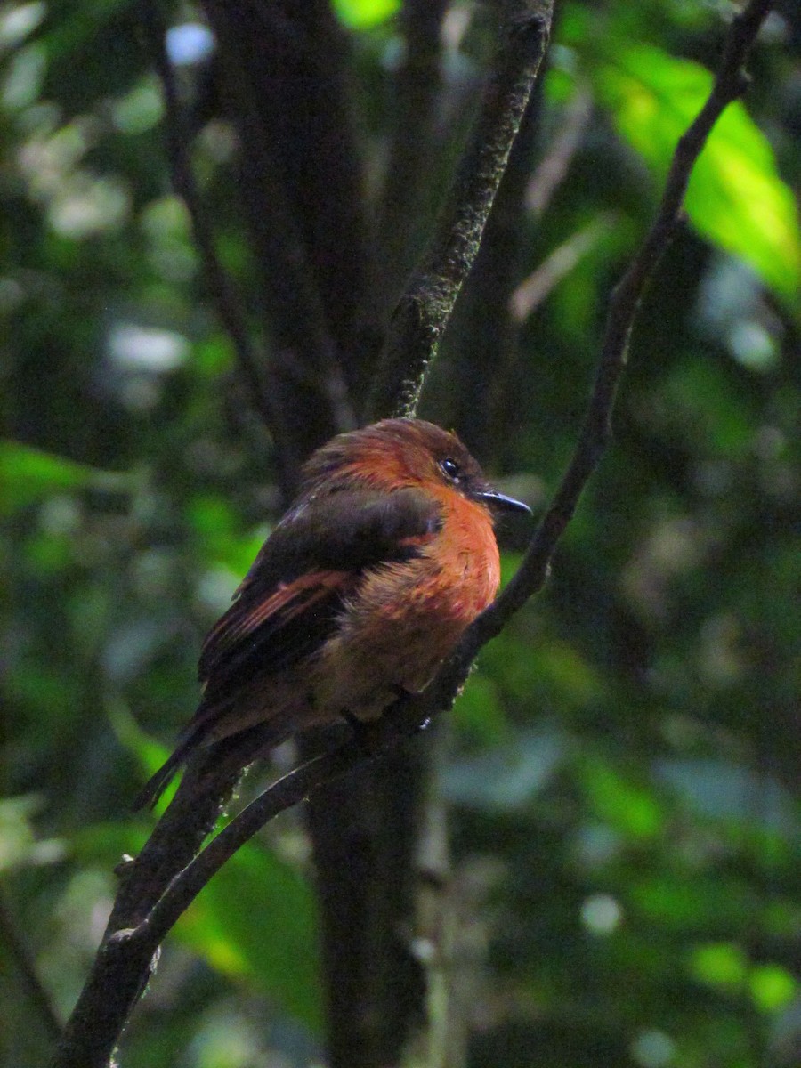 Cinnamon Flycatcher - ML646720730