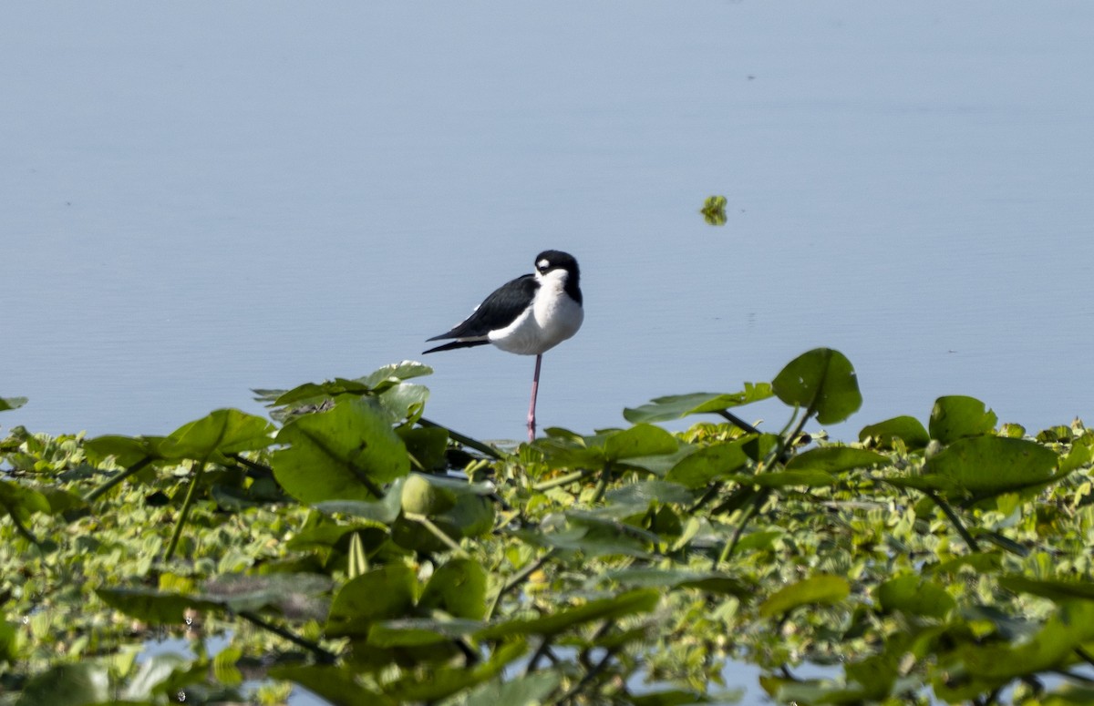 Black-necked Stilt - ML646720733