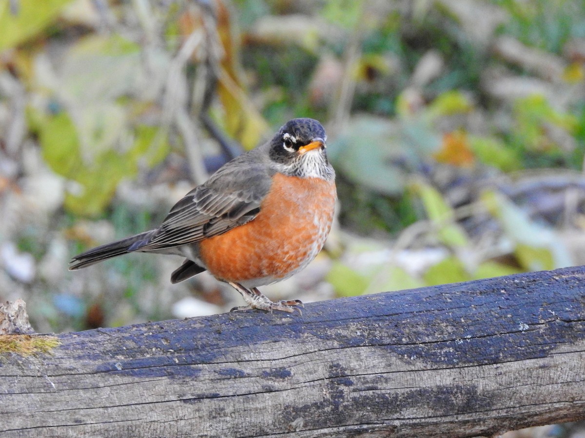 American Robin - ML646720735