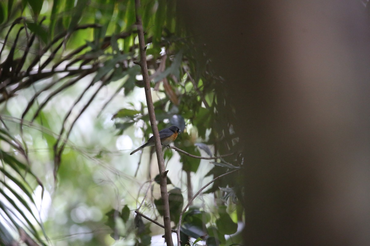 Australian Spectacled Monarch - ML646720736