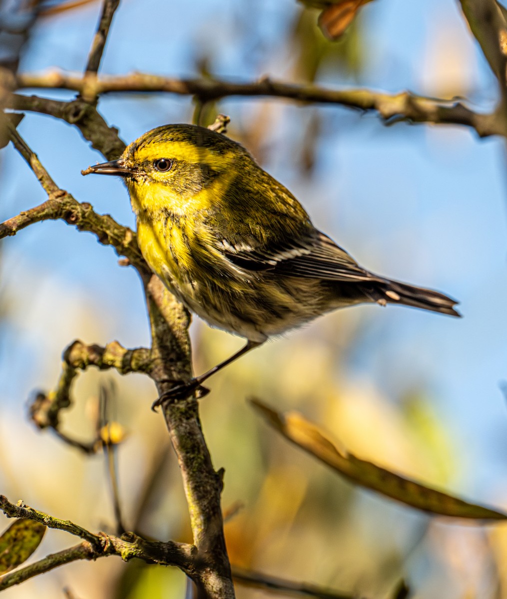 Townsend's Warbler - ML646720747