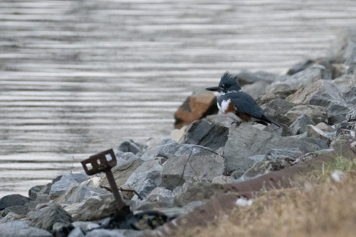 Belted Kingfisher - ML646720754