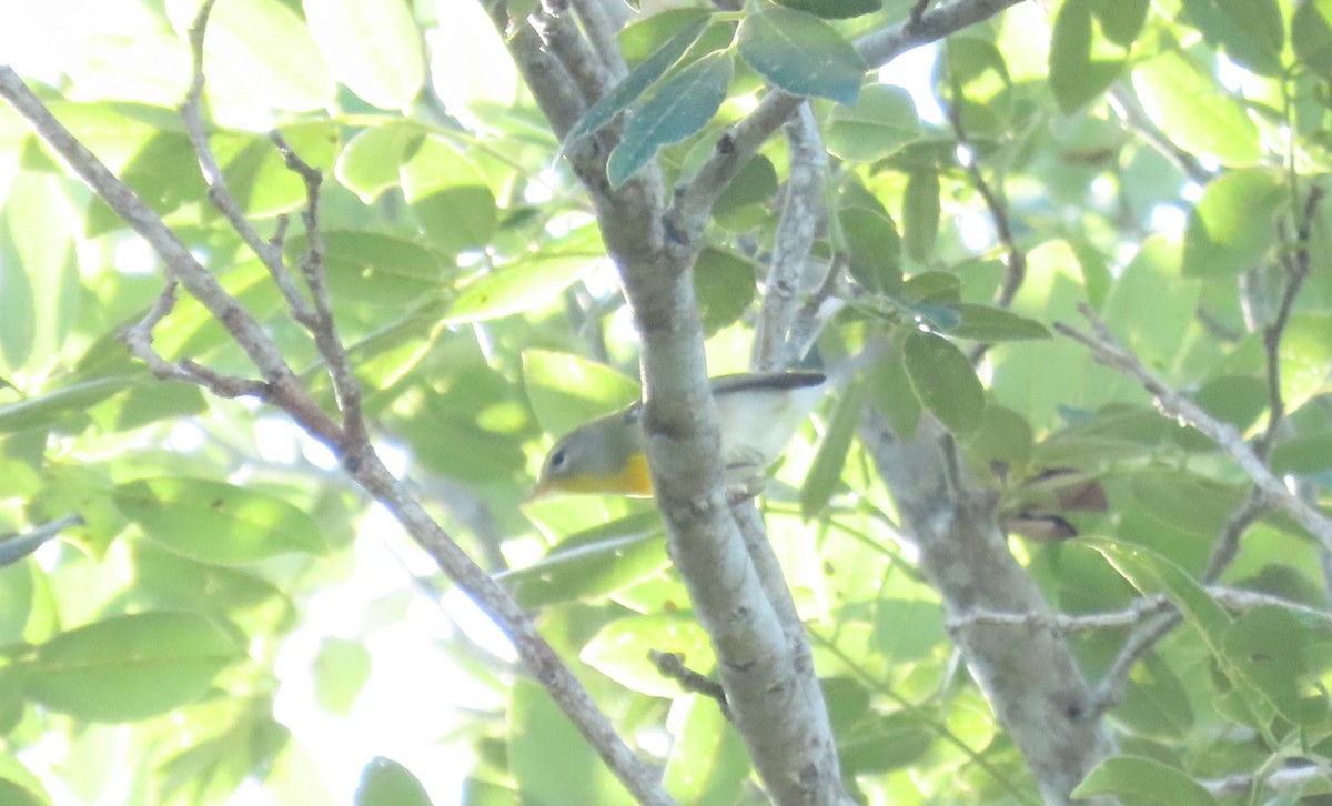 アサギアメリカムシクイ - ML646720766