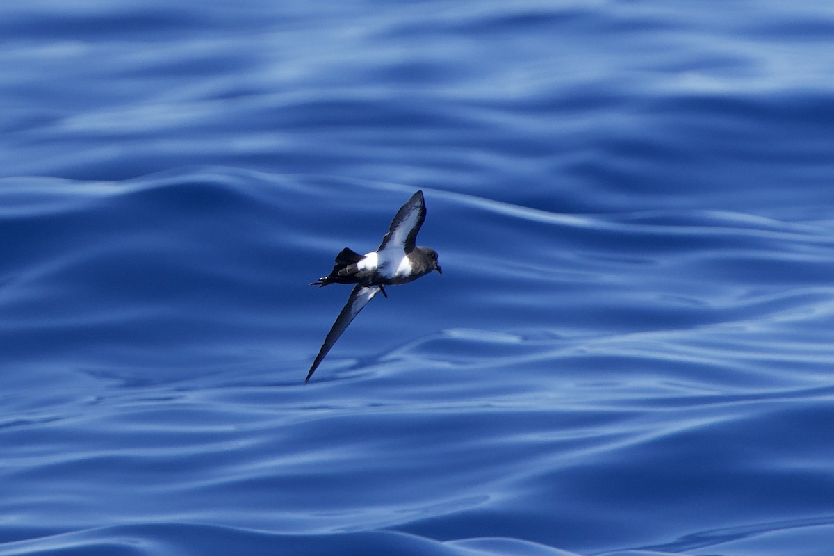 Black-bellied Storm-Petrel - ML646720771