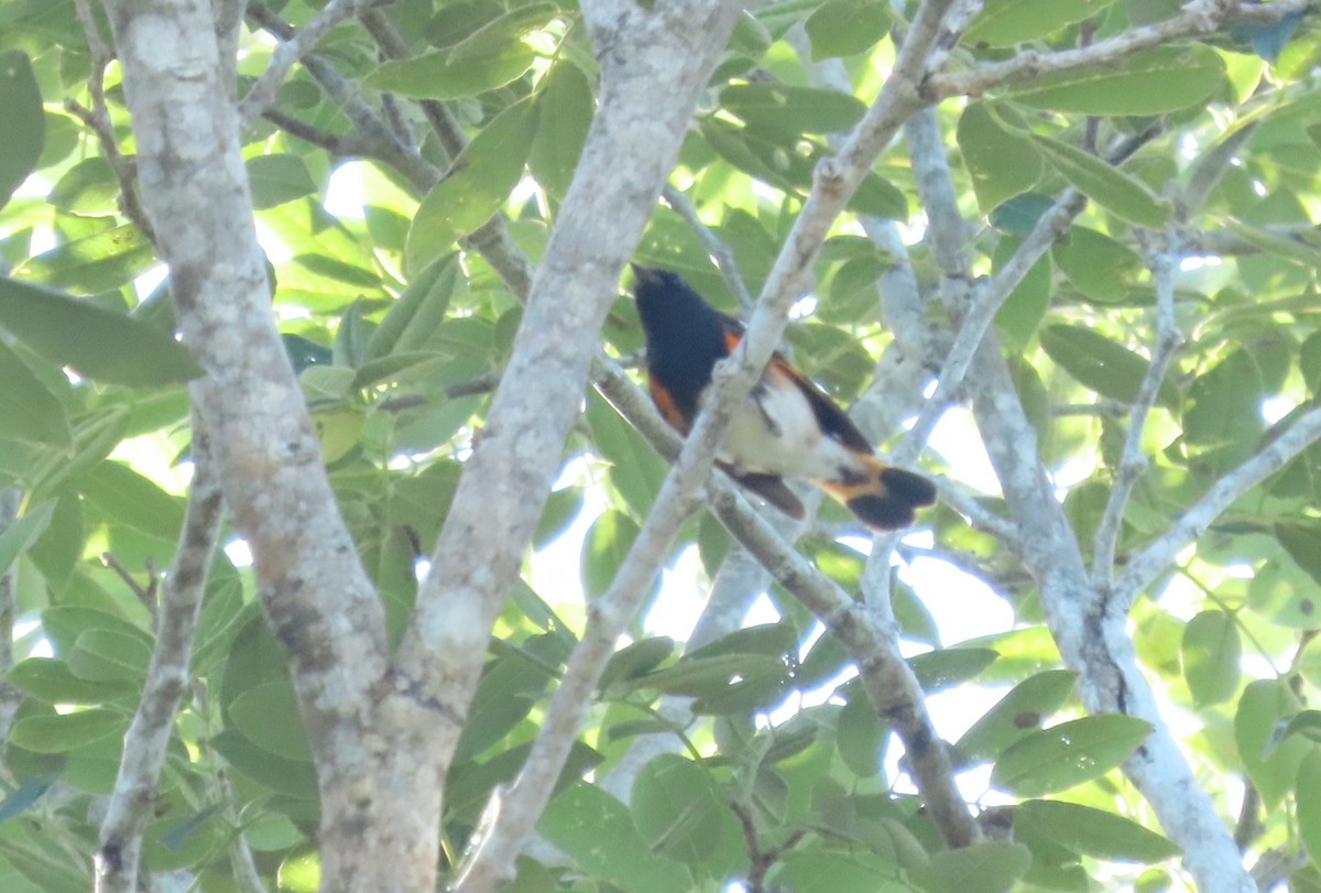 ハゴロモムシクイ - ML646720772