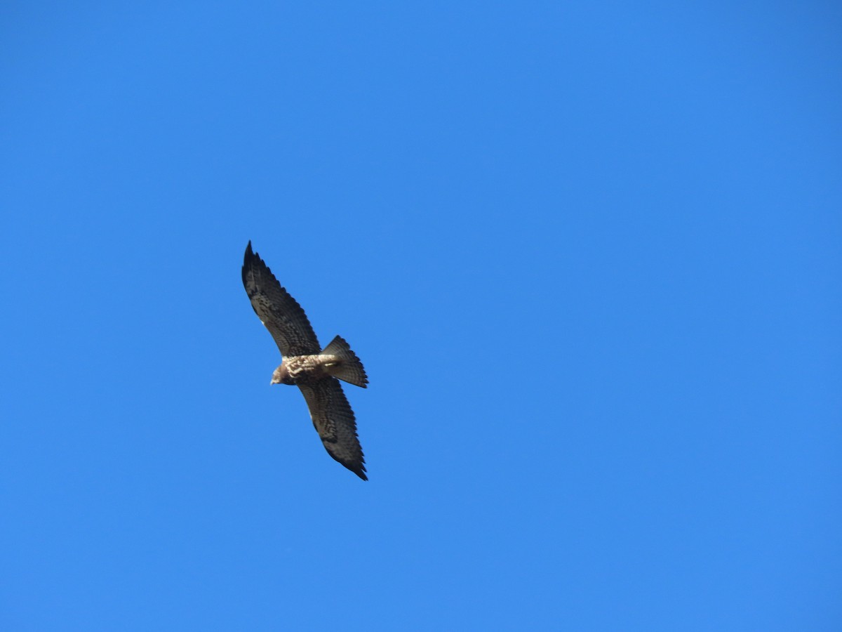 Свенсонов канюк - ML646720773