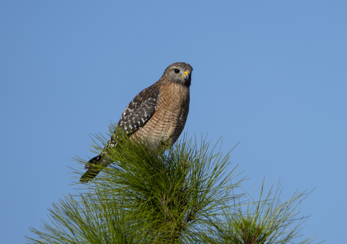Red-shouldered Hawk - ML646720780