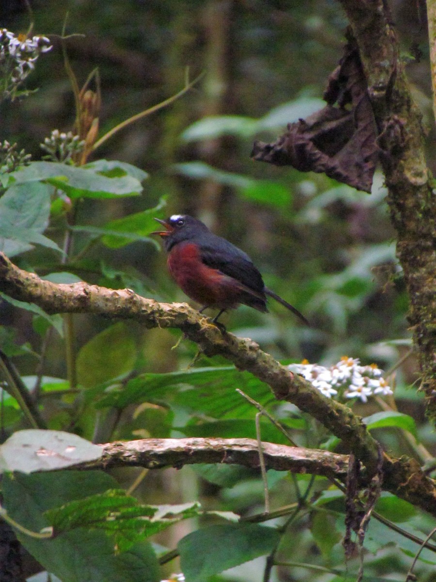 Chestnut-bellied Chat-Tyrant - ML646720781