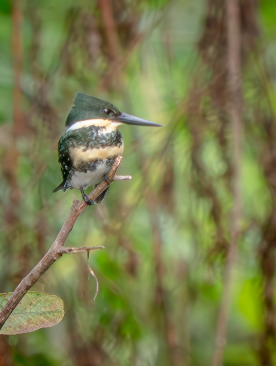 Martin-pêcheur vert - ML646720783
