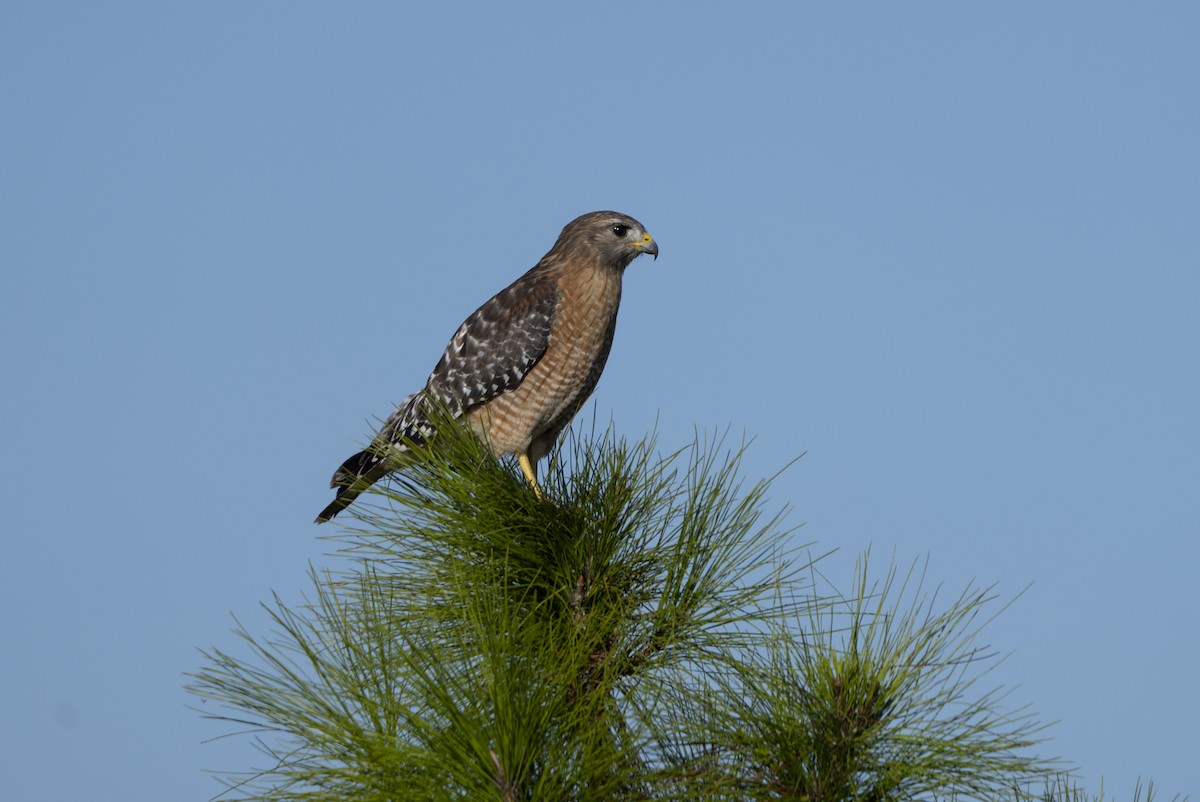 Red-shouldered Hawk - ML646720785