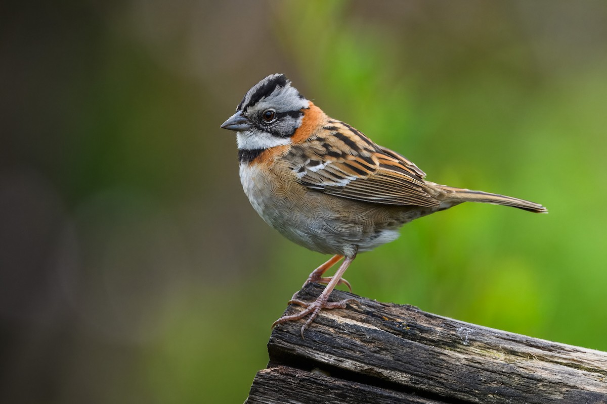 Morgenammer - ML646720787