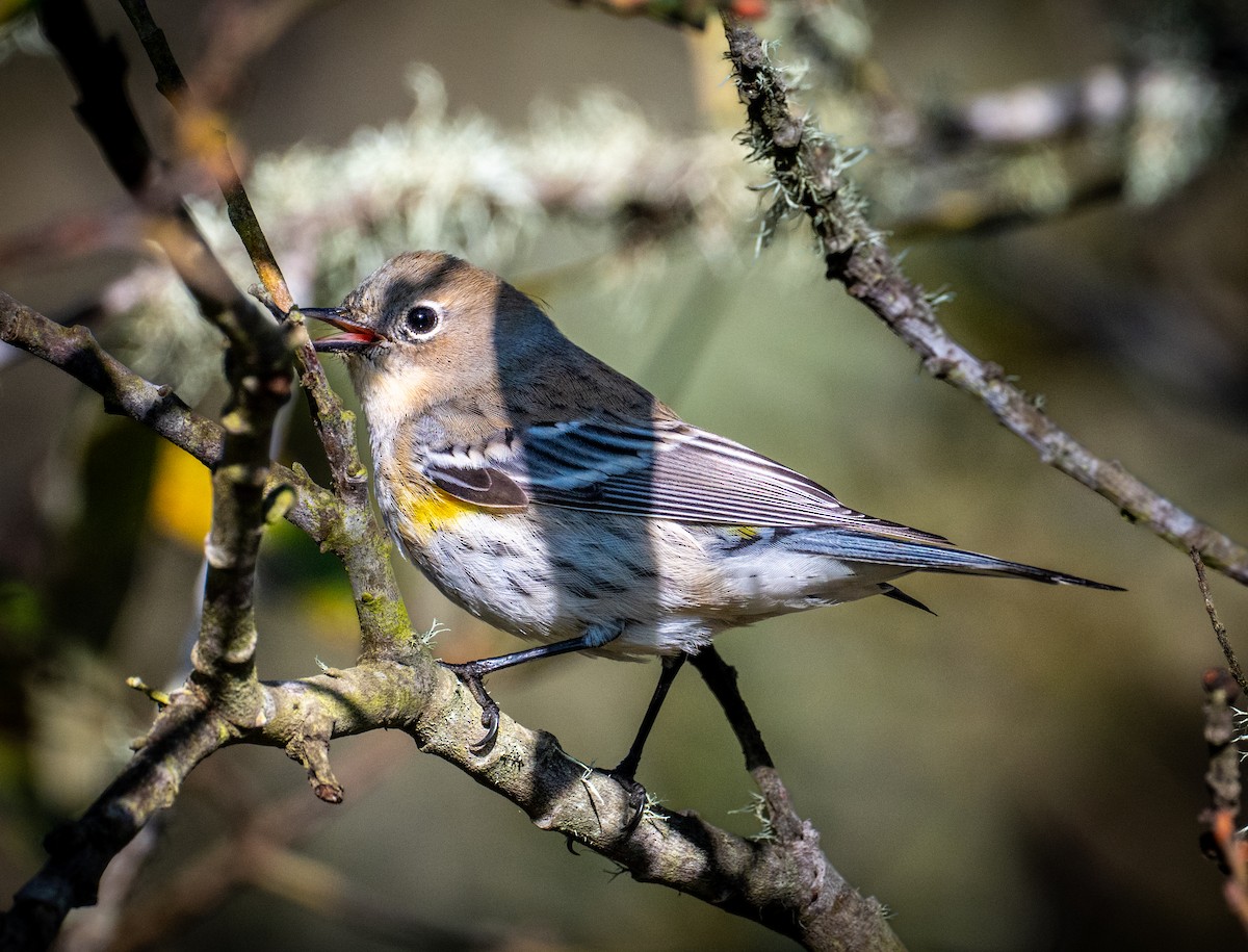Yellow-rumped Warbler - ML646720789