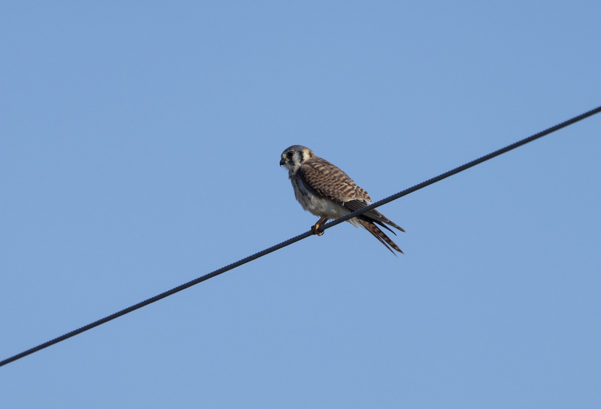 בז אמריקני - ML646720790