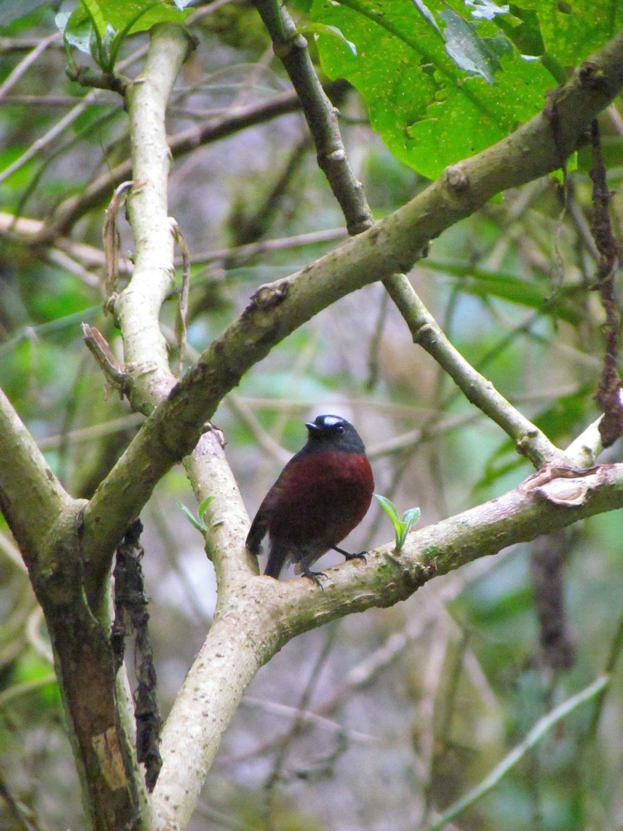 Chestnut-bellied Chat-Tyrant - ML646720791