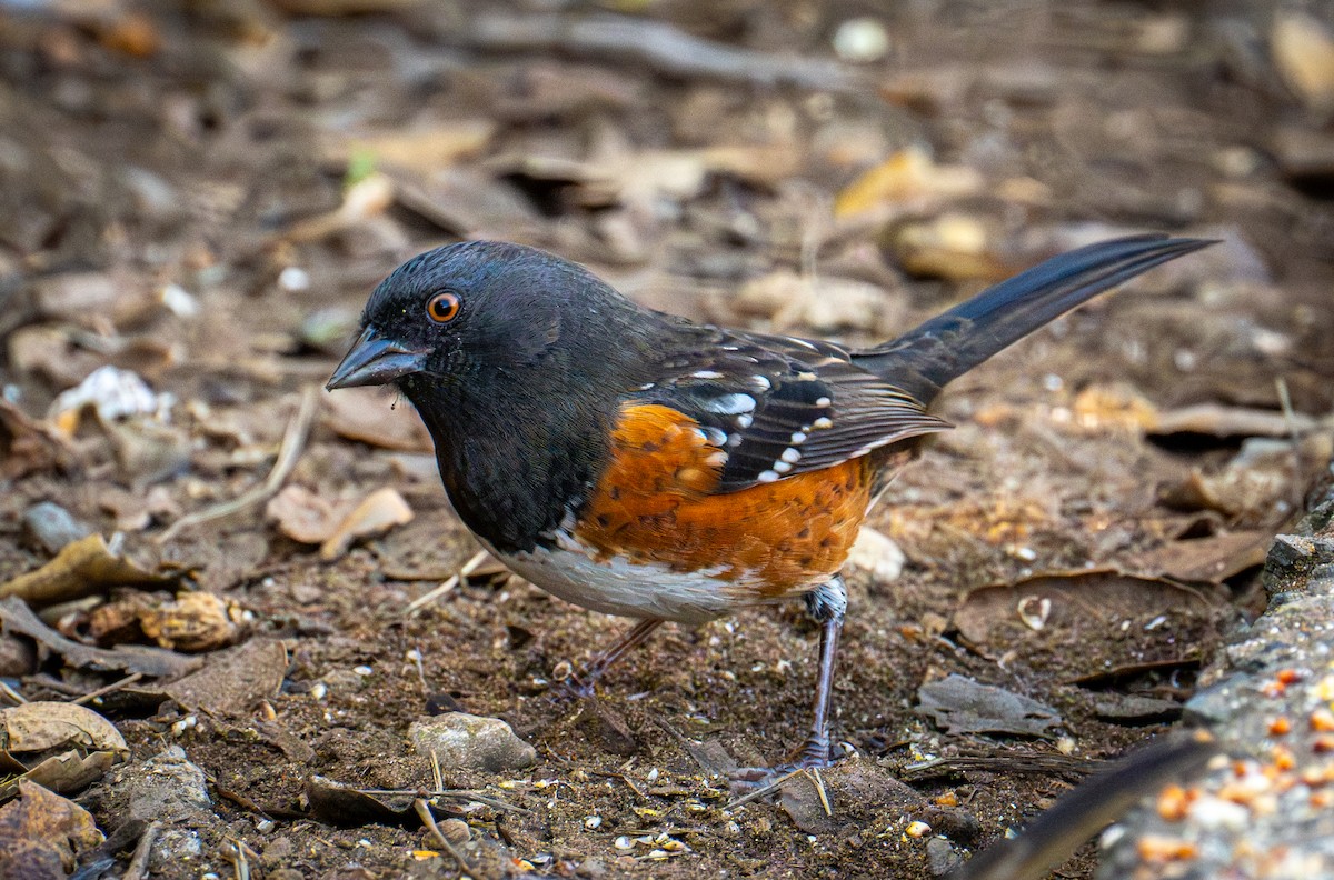 Spotted Towhee - ML646720792