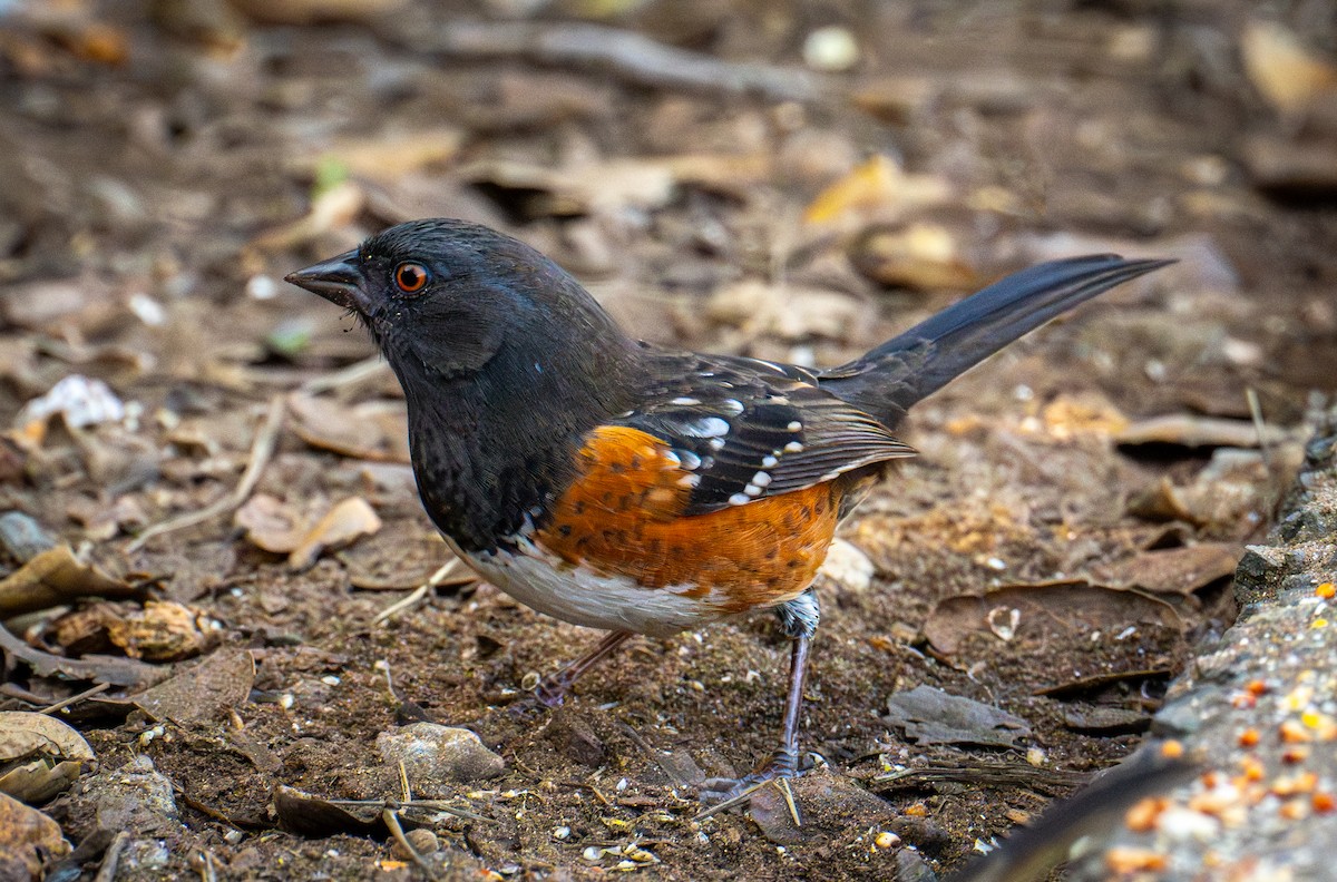 Spotted Towhee - ML646720793