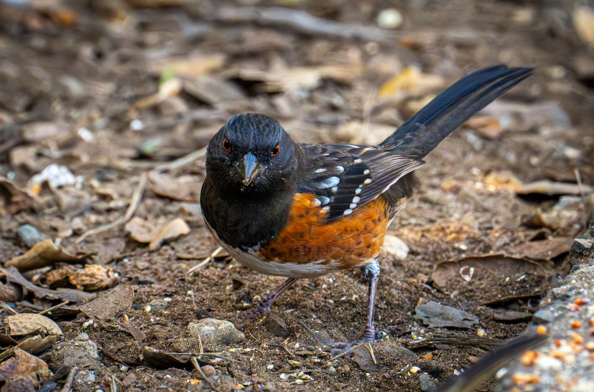 Spotted Towhee - ML646720794