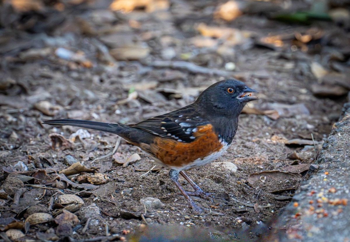 Spotted Towhee - ML646720795