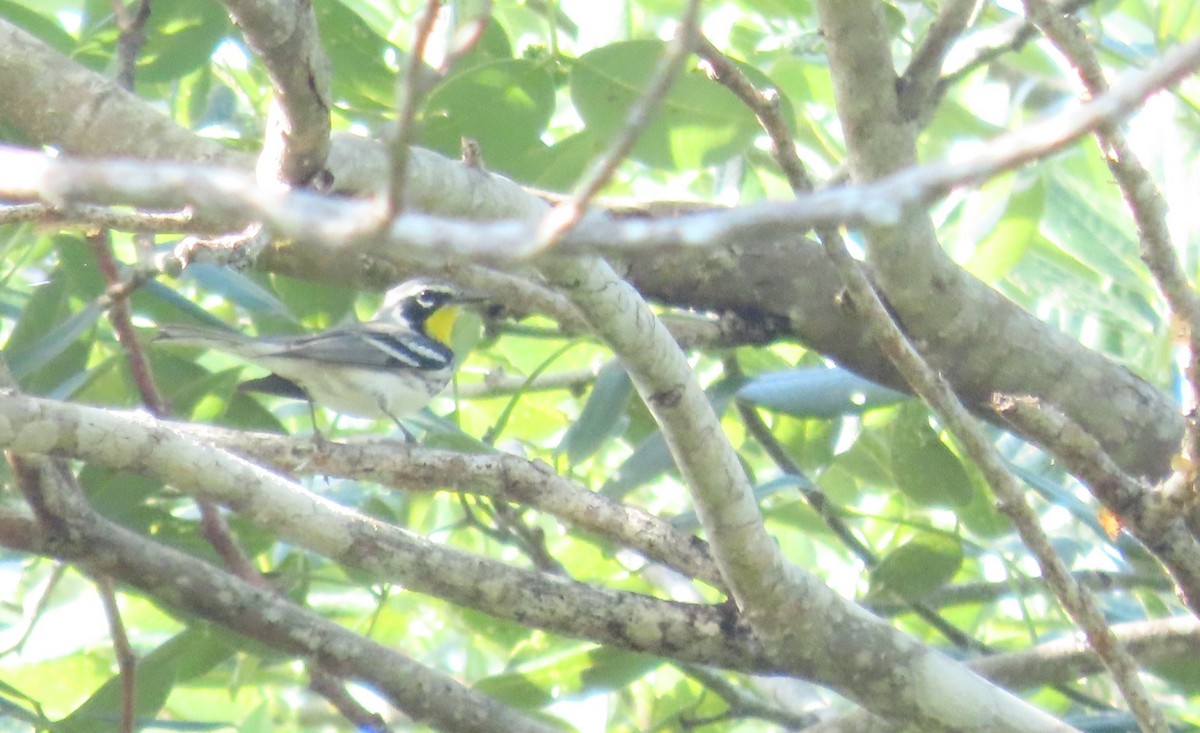 キノドアメリカムシクイ - ML646720798