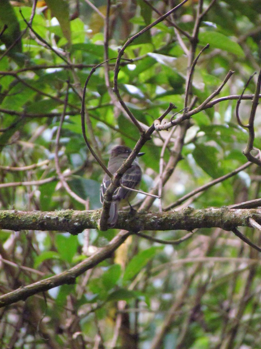 Pale-edged Flycatcher - ML646720800