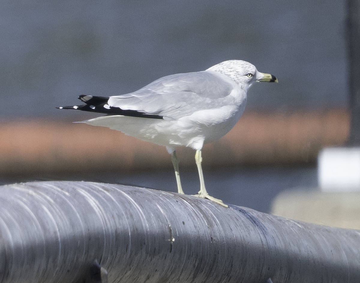 Ring-billed Gull - ML646720801