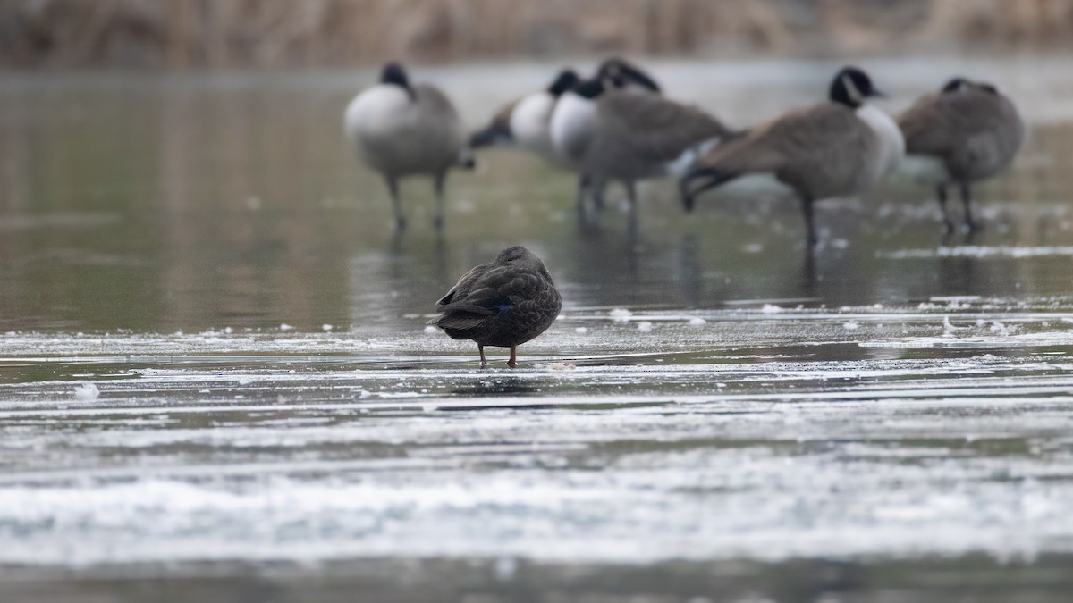 American Black Duck - ML646720802