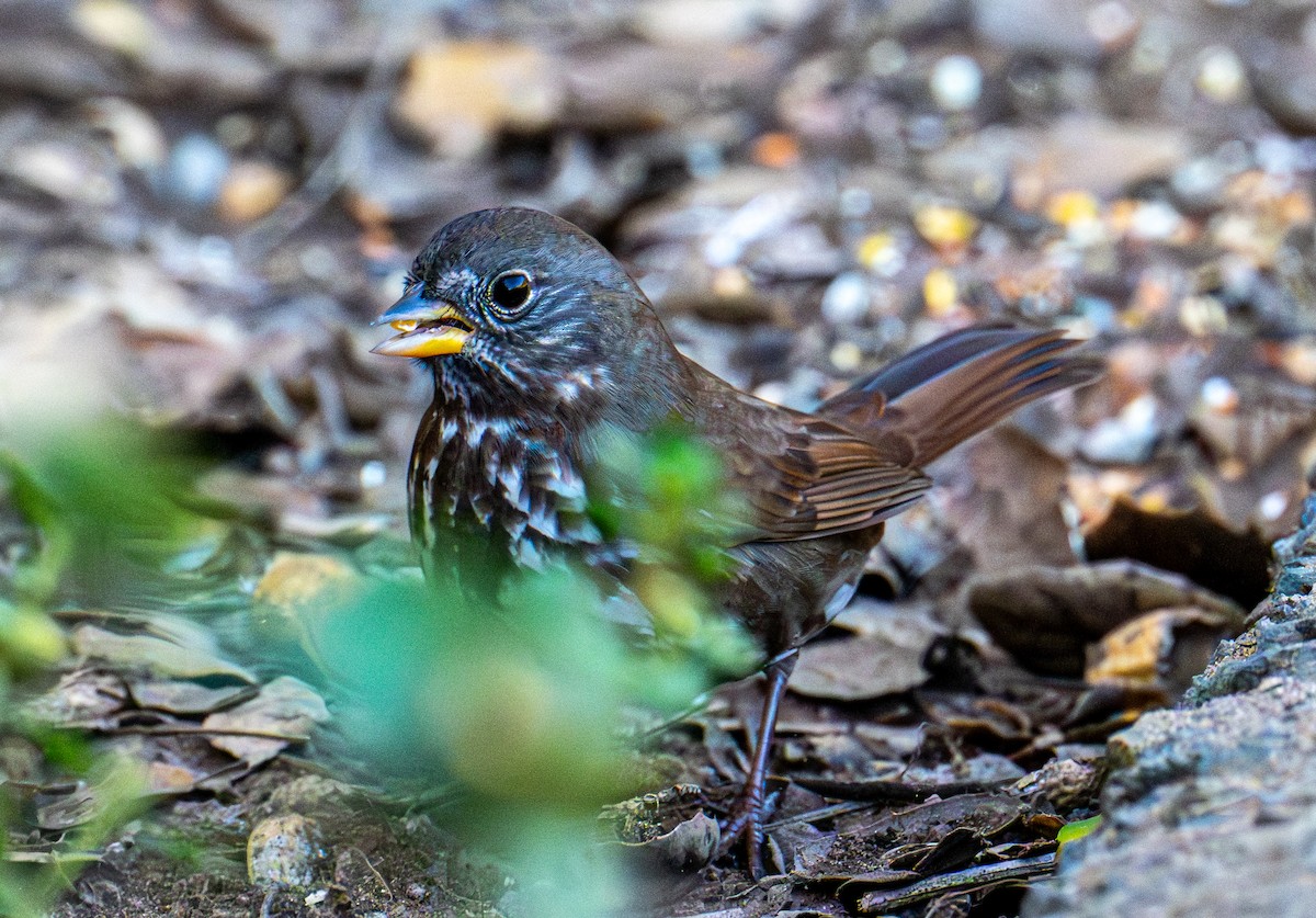 Fox Sparrow - ML646720804