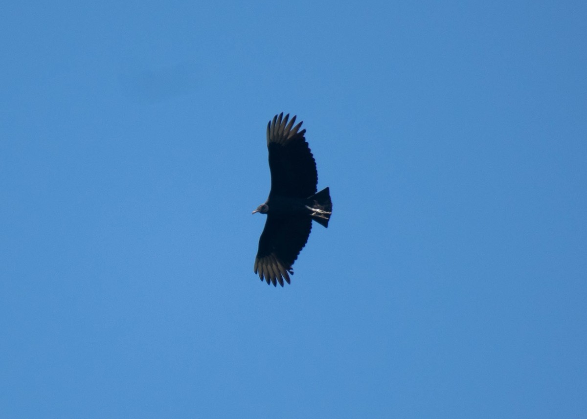 Rabengeier - ML646720806