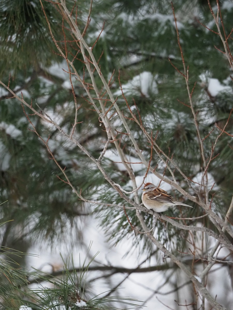 Bruant hudsonien - ML646720807