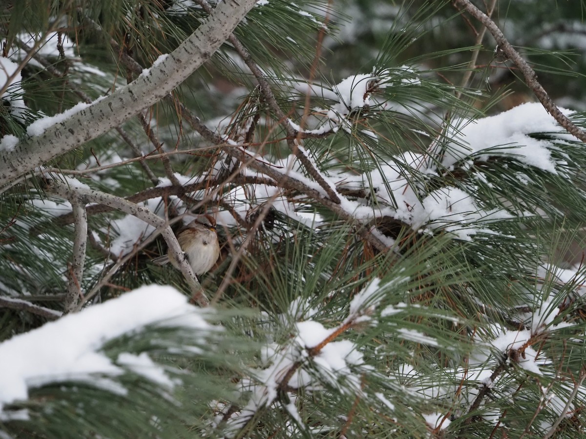 Bruant hudsonien - ML646720808