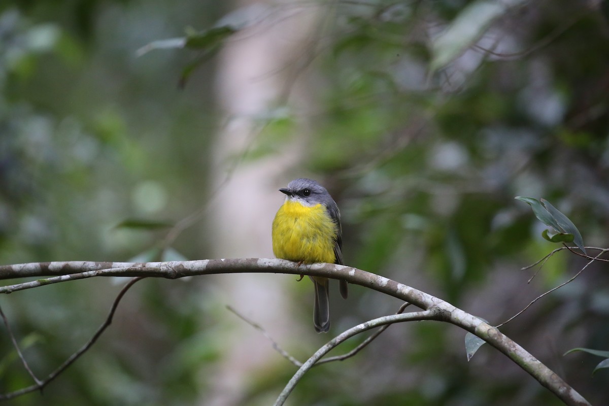 Eastern Yellow Robin - ML646720809