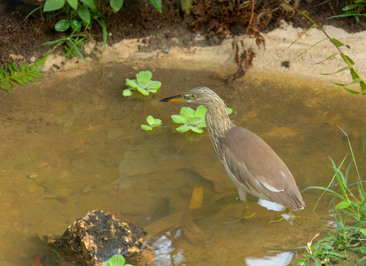 pond-heron sp. - ML646720810