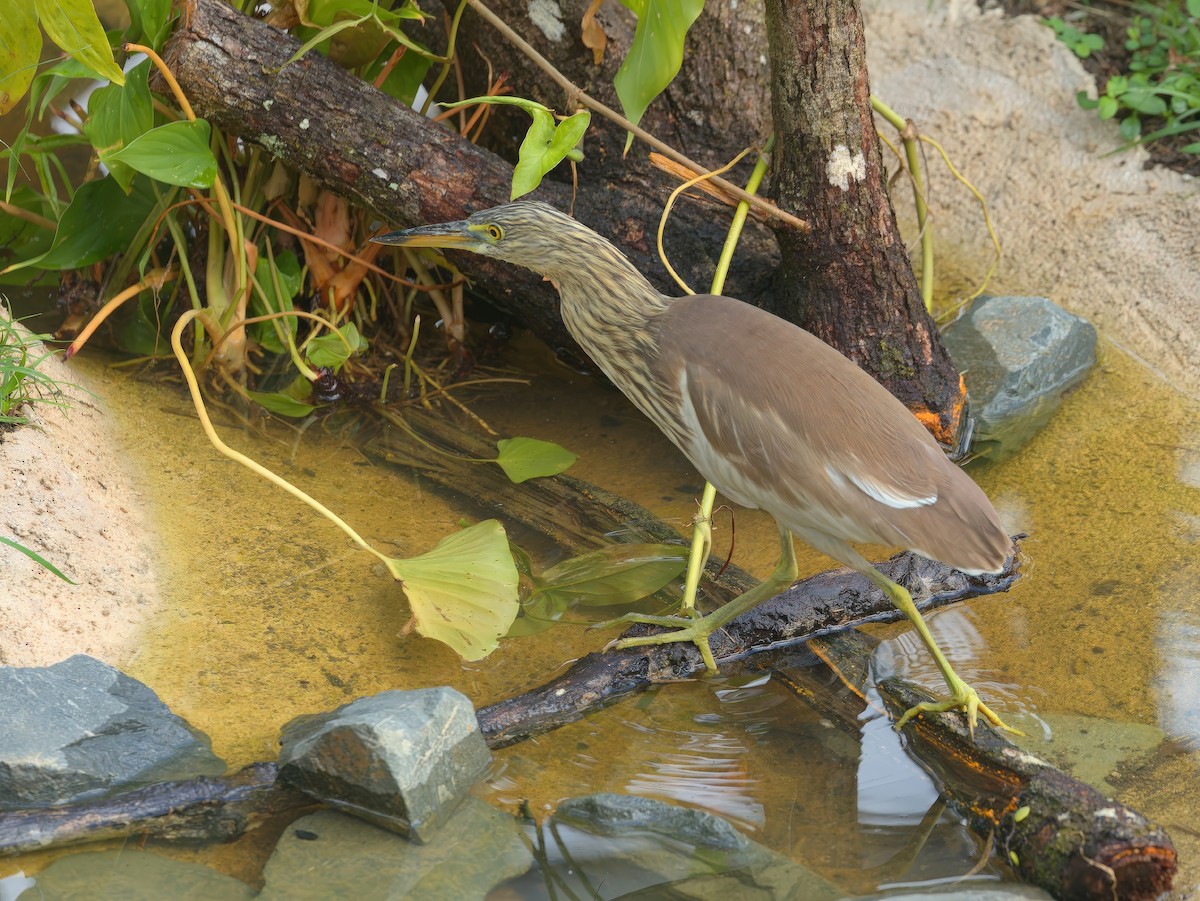 pond-heron sp. - ML646720811