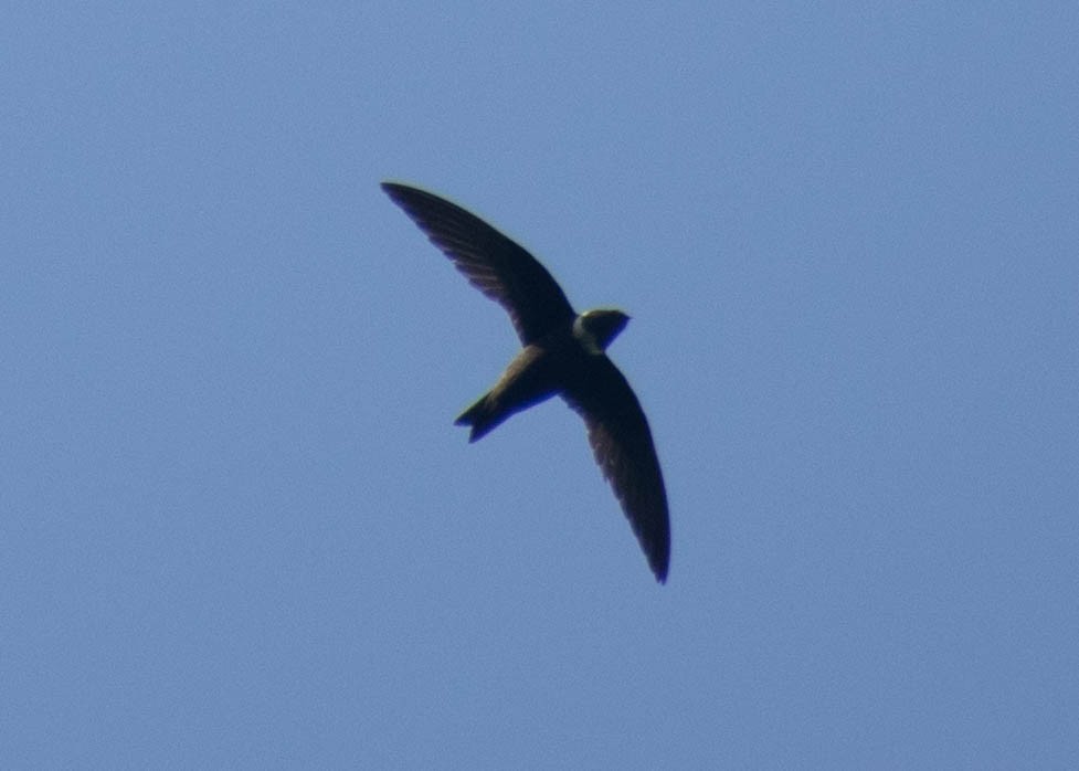 Свіфт болівійський - ML646720812