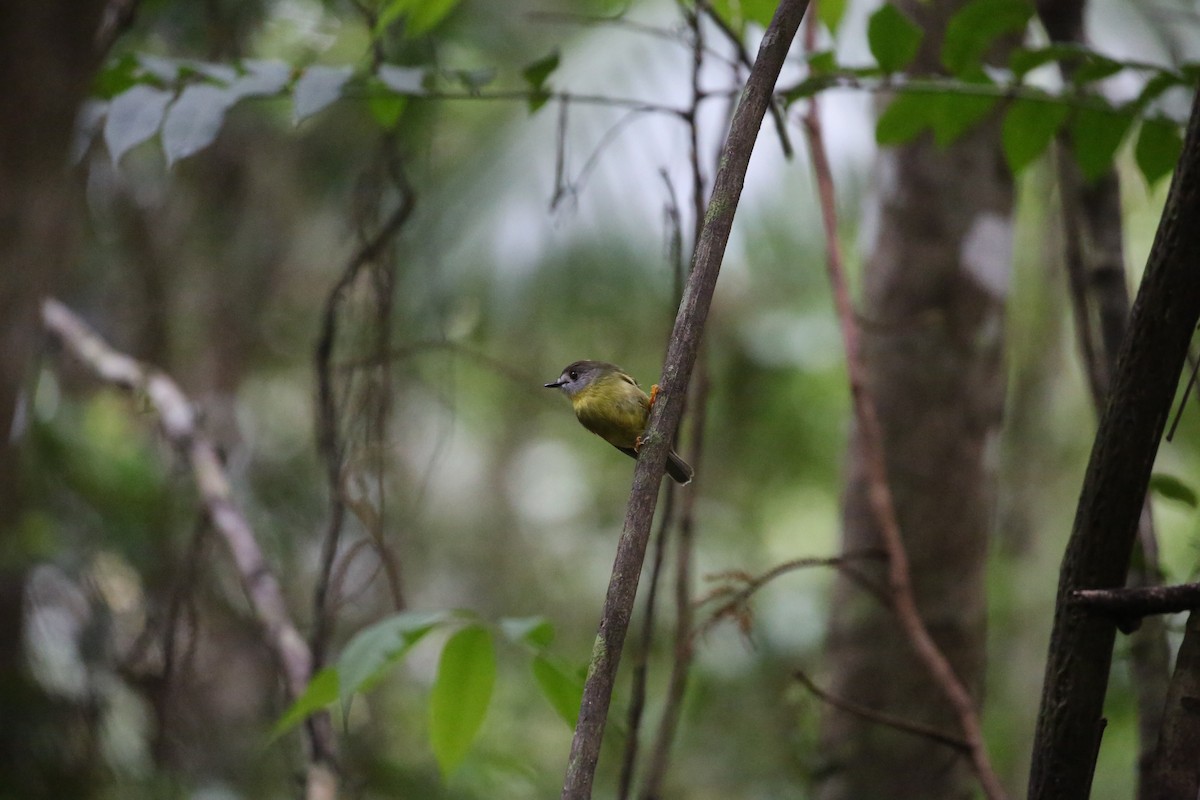 Pale-yellow Robin - ML646720814