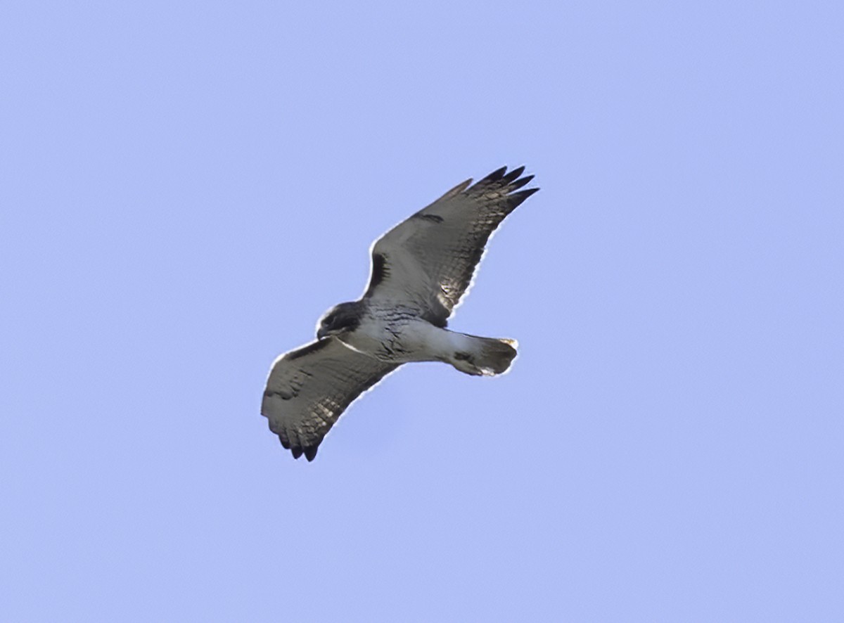 Red-tailed Hawk - ML646720816