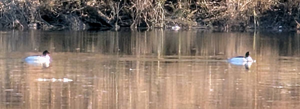 Крех великий - ML646720817