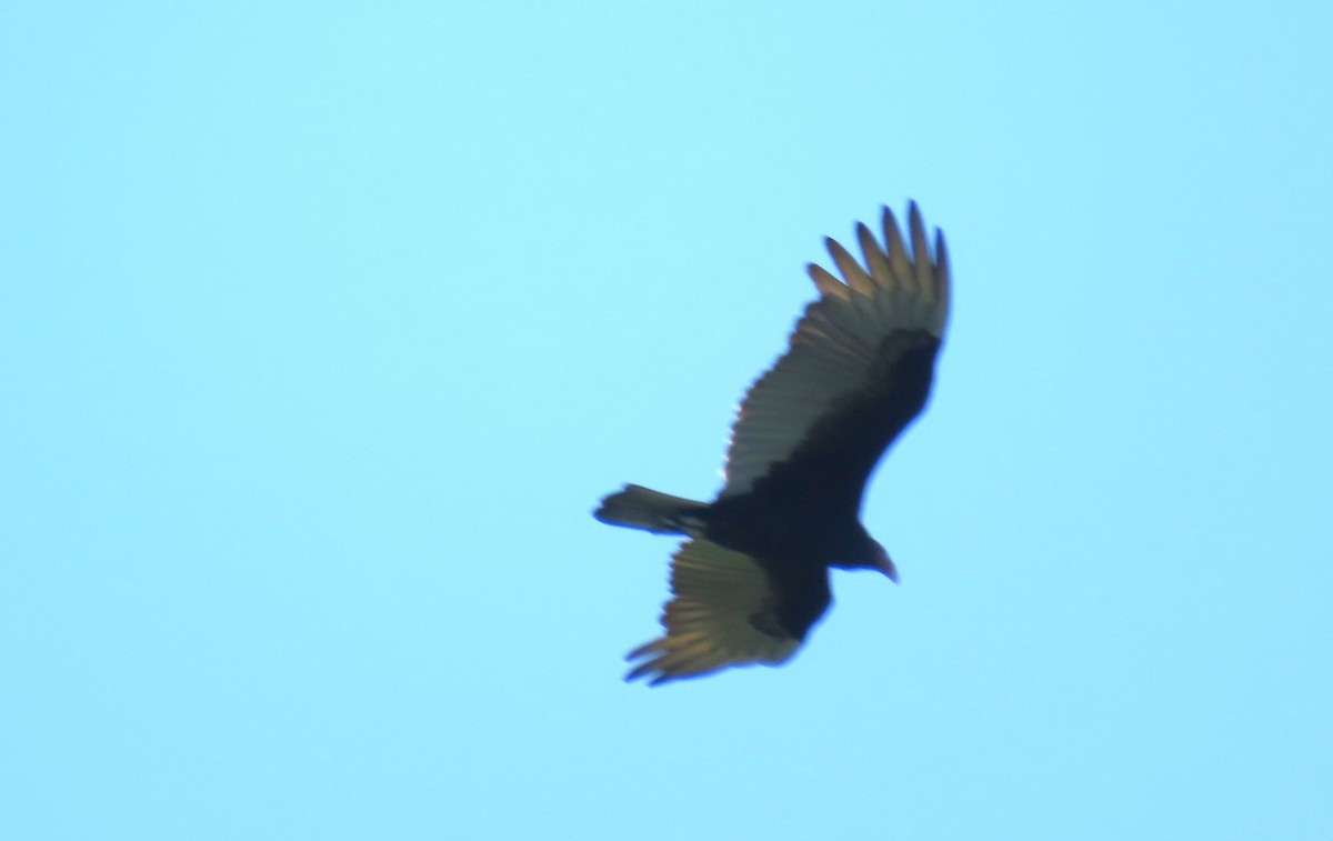 ヒメコンドル - ML646720818