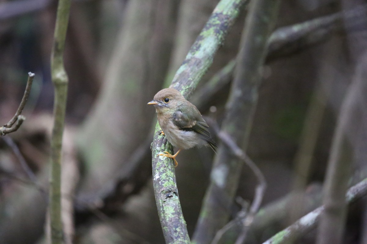 Pale-yellow Robin - ML646720819