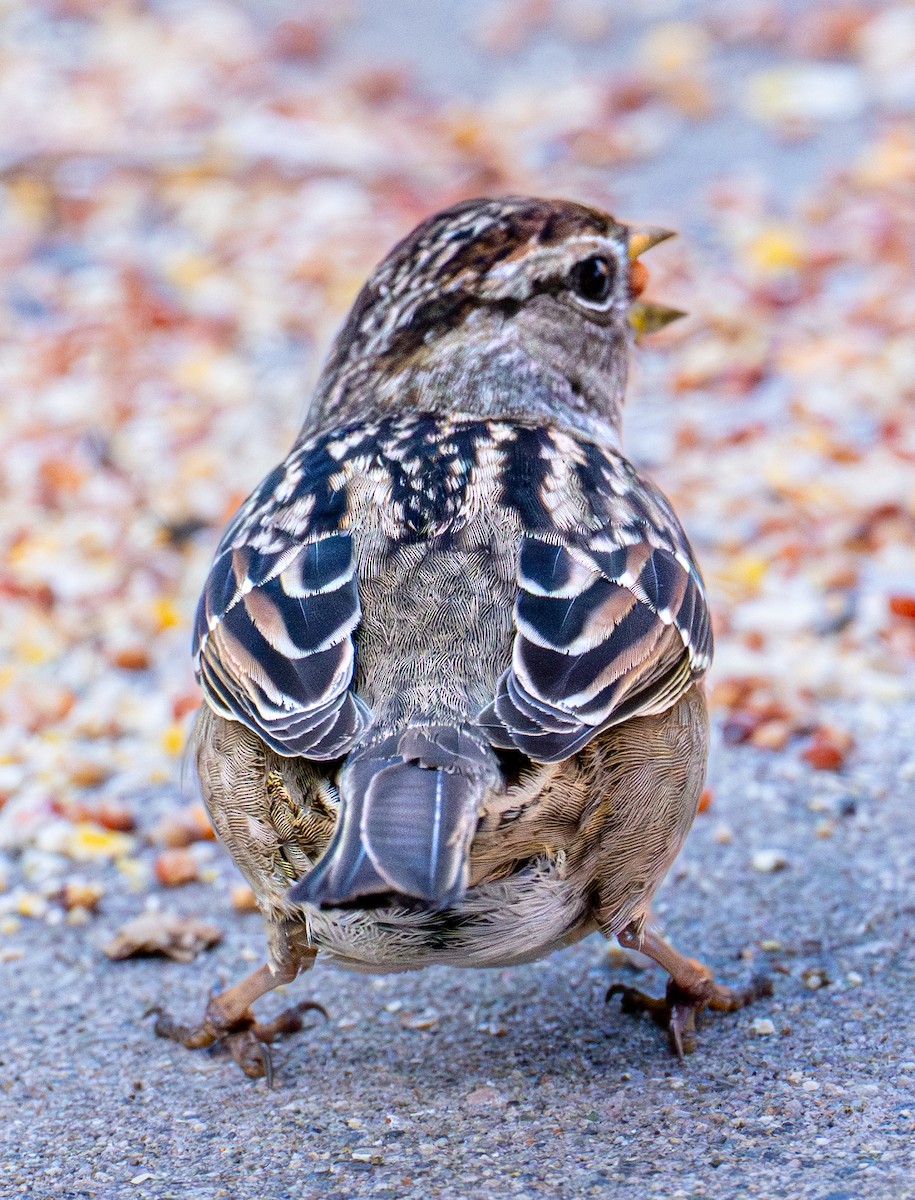 White-crowned Sparrow - ML646720820