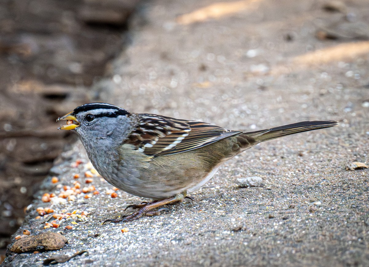 White-crowned Sparrow - ML646720821