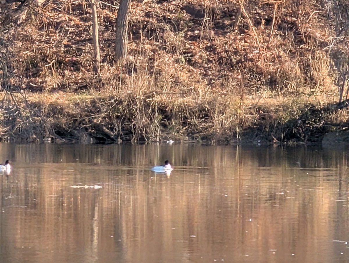 Крех великий - ML646720822